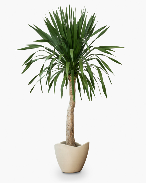Demo-Artikel Möbel Palme Zimmerpflanze Grundpreis